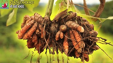 7 Công dụng tuyệt vời của nghệ đối với sức khỏe