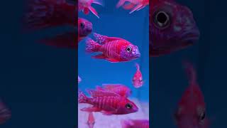 Aquarium Central - Red Pea African Cichlid Rubin Reds