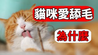 貓咪為什麼愛舔毛原因可沒那麼簡單【貓咪行為學EP28】