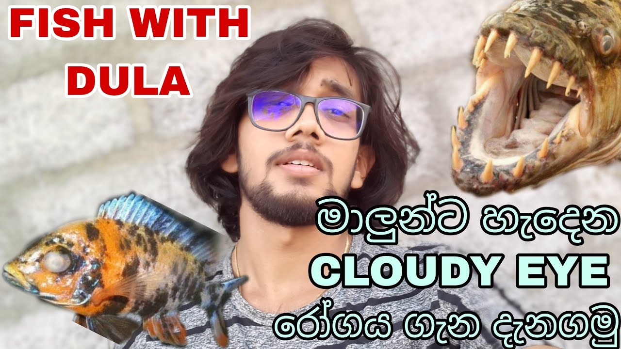 CLOUDY EYE කියන මාලුන්ට හැදෙන රෝගය ගැන කතා කරමු FISH WITH DULA😊😌 # ...