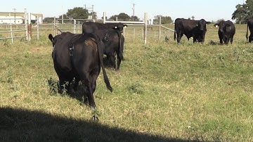 Bruce Carpenter - Cattle Reproduction - Pendulous Sheath