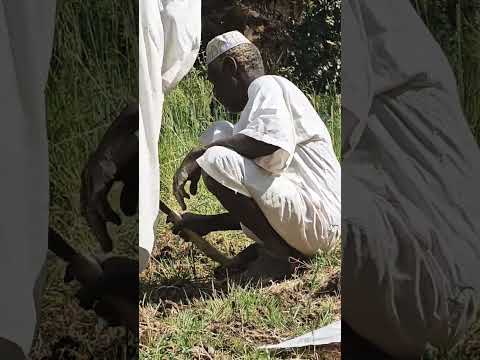 طريقة زراعة أشجار النخيل في شمال السودان أرض النوبة