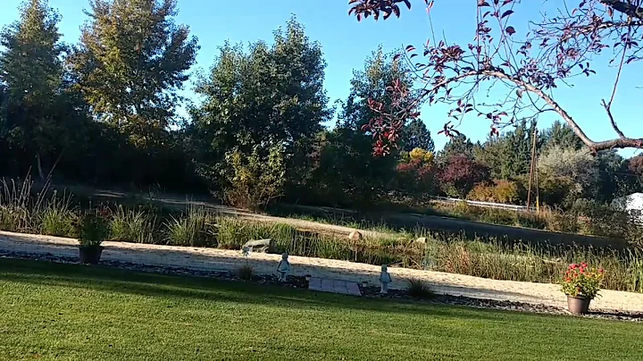 Yard Boy 2