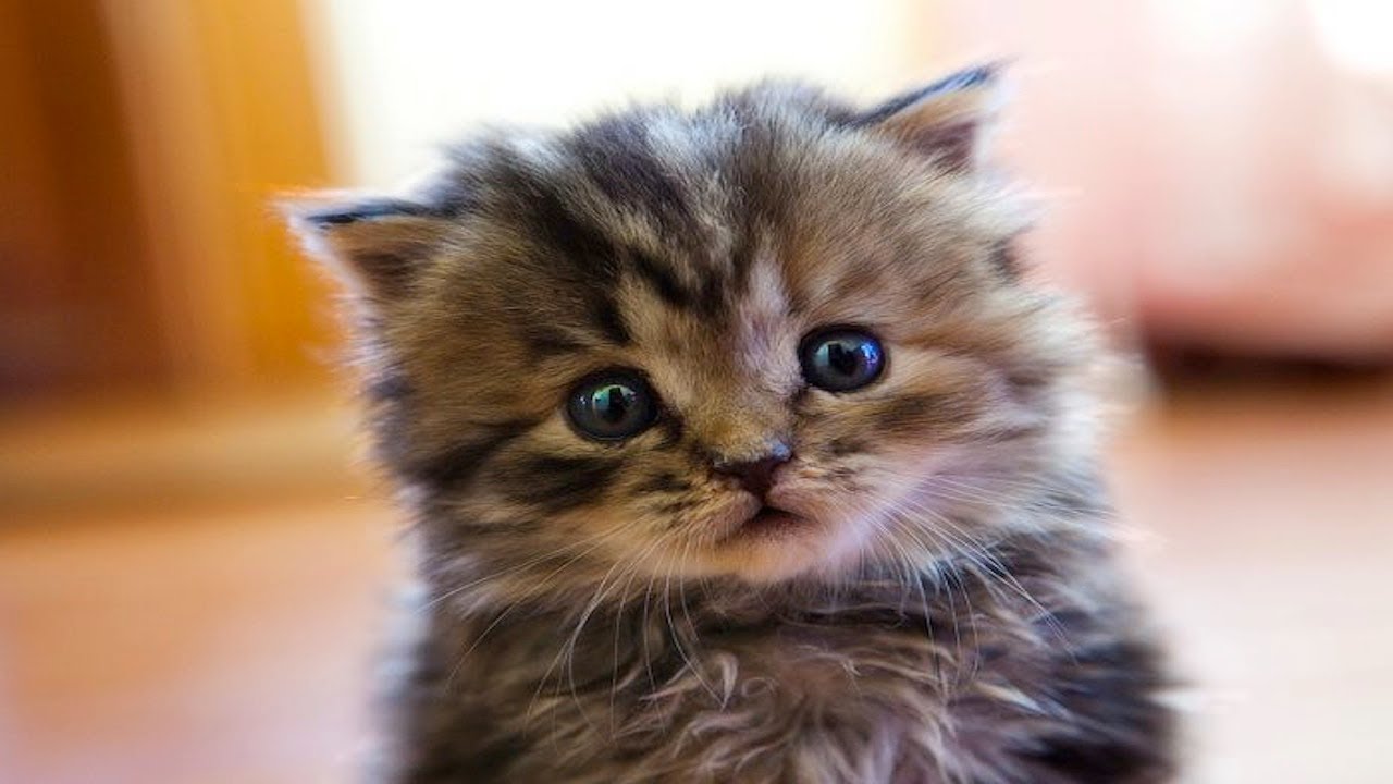 14 смешных фото котов, которые обиделись на своих хозяев