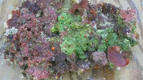Pt.3. Gulf of Mexico Biodiversity - Darryl Felder ...