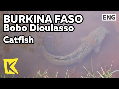 【K】Burkina Faso Travel-Bobo Dioulasso[부르키나파소 여행-보보디울라소]출산 관장 마을의 신, 메기/Dafra/Stream/God/Temple