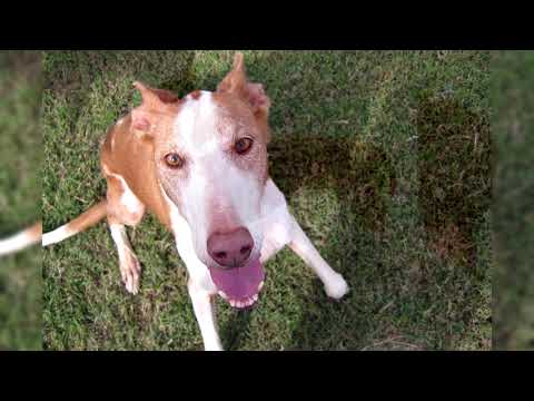 Vidéo: Ibizan Hound Dog Race Hypoallergénique, Santé Et Durée De Vie