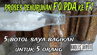 PROSES PENURUNAN BIBIT F0/PDA KE BIBIT F1 ALA @Kholisjamur