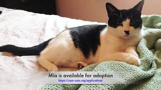 Mia by CARE - Cat Adoption & Rescue Efforts, Inc 70 views 4 years ago 1 minute, 9 seconds