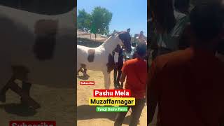 Top horse nukra marwari nukra marwadi punjab haryana shonkisardar trending trendingshorts