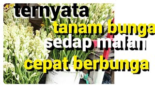 cara mudah tanam bunga sedap malam arum ndalu dirumah agar cepat berbunga(Polianthes tuberosa plant)