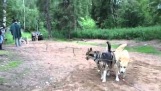 Visit of the husky farm (part 1) - Rovaniemi (Finland)