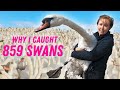 How to catch 859 swans