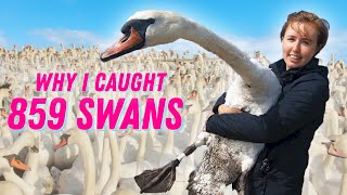 How to catch 859 swans by Sally Le Page 74,145 views 3 years ago 13 minutes, 41 seconds