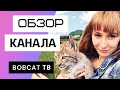 BobCat ТВ - Обзор канала