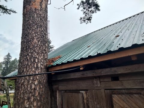 Как спилить дерево на своем участке, не нарушая Закон