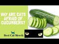 Why are Cats Afraid of Cucumbers?