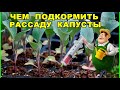 ЧЕМ ПОДКОРМИТЬ РАССАДУ КАПУСТЫ,ЕСЛИ ОНА ПЛОХО РАСТЕТ.ПОСЛЕ ЭТОЙ ПОДКОРМКИ СТАНЕТ ТОЛСТОЙ И КРАСИВОЙ