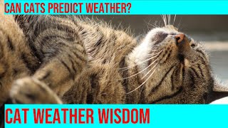 How Cats Can Sense Weather Changes: Explained!