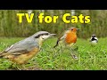 Cat TV :  Mega Compilation 1 ⭐ 8 HOURS ⭐