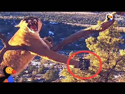 Cougar Rescued From Painful Foot Trap | The Dodo