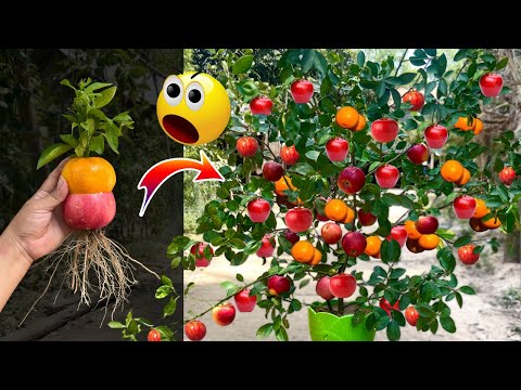 Best Garden Growing Apple and Orange fruit To Apple fruit in Orange tree With The latest techniques