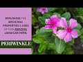 Exploring the medicinal properties  uses of periwinkle catharanthus roseus  earths medicine