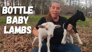 Caring For My Bottle Baby Lambs