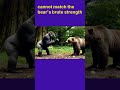 FACE-OFF BETWEEN GORILLA AND BROWN BEAR