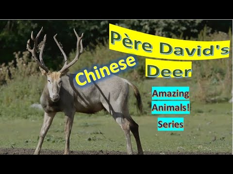 فيديو: Deer of David - أربعة حيوانات في واحد