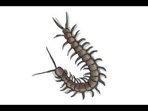 Featured image of post Centipede Drawing Easy A tutorial for beginners part 1 basic drawing