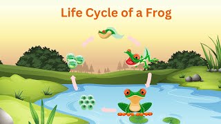 Life Cycle of a Frog | Educational Video for Kids