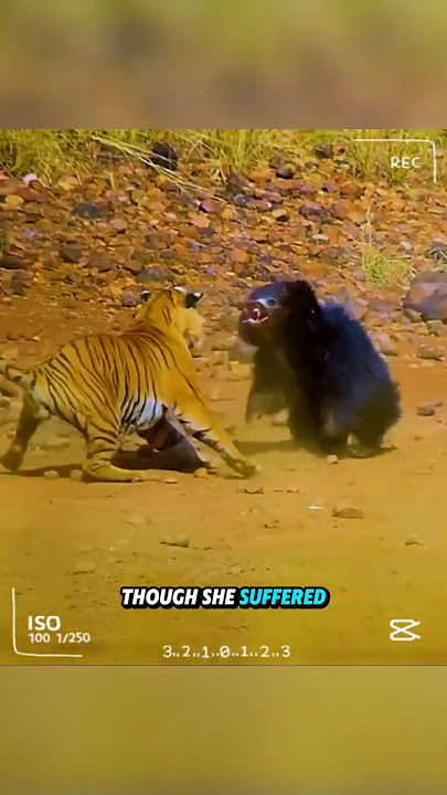 Black Bear vs Tiger – A Fight for Survival! #animals