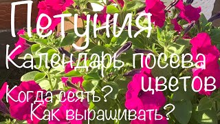 Петуния.Сроки посева цветов на рассаду. Рекомендации от PanAmerican Seed, Singenta Flowers, Benary Петуния.Сроки посева цветов на рассаду. Рекомендации от PanAmerican Seed, Singenta Flowers, Benary