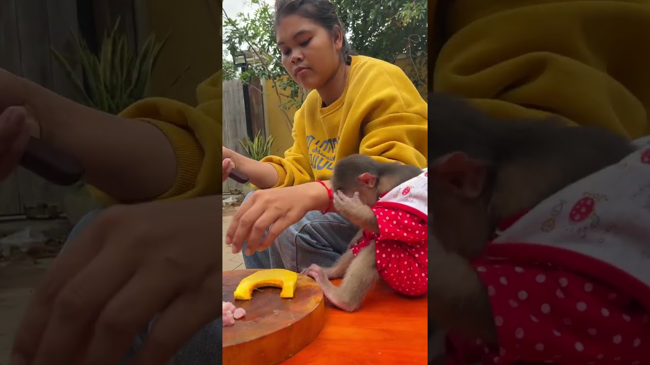 Tiny monkey finds true joy inside a soft loving home ���� 