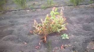 видео Обрезка плантации голубики / Агротехника выращивания голубики / ПлантЭксперт