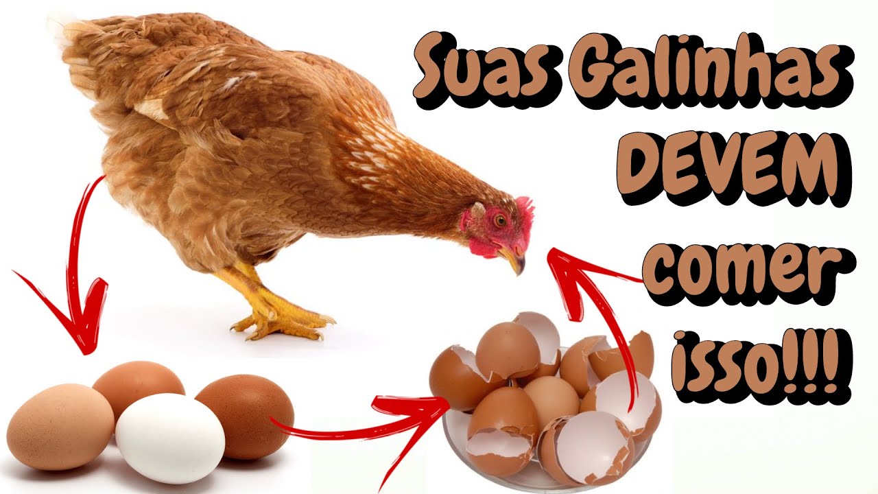 Melhore a qualidade e a quantidade de OVOS das suas GALINHAS