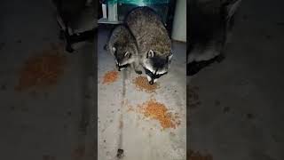 Mother Raccoon and her Baby #shortvideo #shorts #animals #raccoon