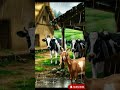 Garam Roti Aur Thandi Barish 🌧️☔village Beautiful #youtubviralvideo #ghiblistyle