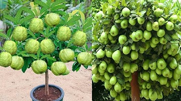 Growing Method, Synthesize How To Successfully Propagate Guava Fruit With Coca Cola And Banana