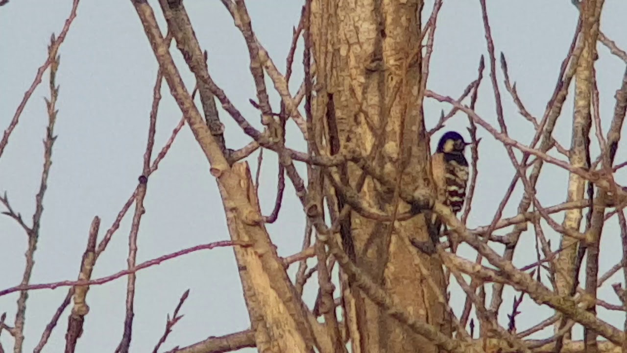 Lesser Spotted Woodpecker, Santon Downham, Norfolk, 19th Feb 2020 