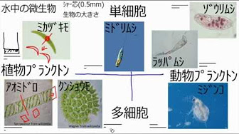 中学理科 生物 Youtube