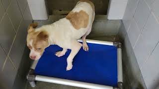 acs A671164