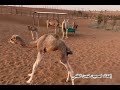 ولم غربي هواكم كلمات معالي الدكتور مانع سعيد العتيبة أداء الفنان صالح سعيد إهداء لمحبين هجن الظبي ولم غربي هواكم كلمات معالي الدكتور مانع سعيد العتيبة أداء الفنان صالح سعيد إهداء لمحبين هجن الظبي