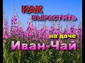 Как вырастить иван чай на дачном участке