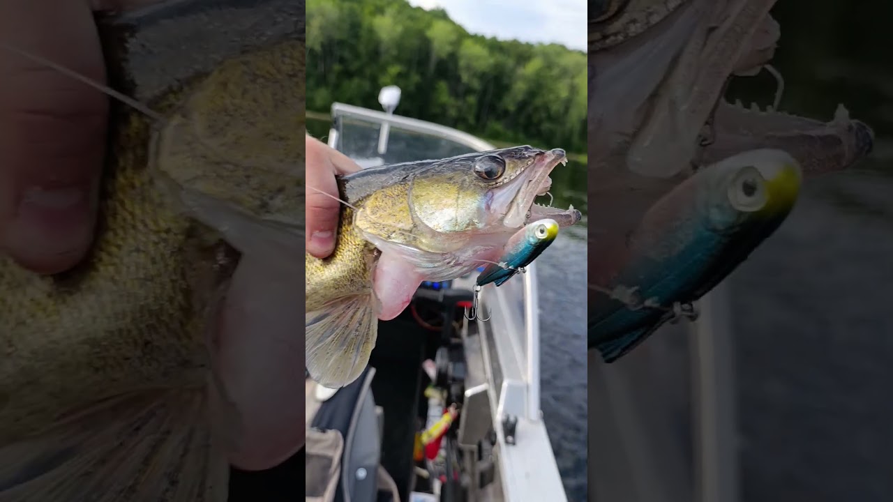 виб sly сделал сегодня рыбалку 