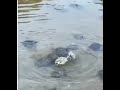 OS ANIMAIS NOS ENSINANDO A SER GENTE