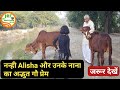 👍8 साल की नन्ही Alisha का अपनी गायों से है से है अद्भुत प्यार.👍