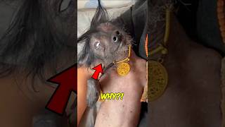 Top 3 Pets That Are TERRIBLE For Apartments #PetFacts #ApartmentLife #AnimalFacts