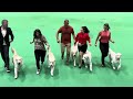 Gibraltar Dogs Show, Day 1 Highlights
